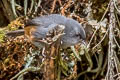 Vicabamba Tapaculo Scytalopus urubambae (Cuzco Tapaculo)