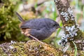 Vicabamba Tapaculo Scytalopus urubambae (Cuzco Tapaculo)