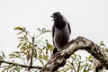 Violaceous Jay Cyanocorax violaceus violaceus