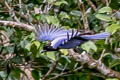 Violaceous Jay Cyanocorax violaceus violaceus