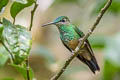 Violet-fronted Brilliant Heliodoxa leadbeateri otero