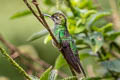 Violet-fronted Brilliant Heliodoxa leadbeateri otero