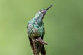 Violet-fronted Brilliant Heliodoxa leadbeateri otero