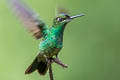 Violet-fronted Brilliant Heliodoxa leadbeateri otero