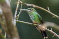 Violet-fronted Brilliant Heliodoxa leadbeateri otero