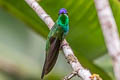 Violet-fronted Brilliant Heliodoxa leadbeateri otero