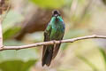 Violet-fronted Brilliant Heliodoxa leadbeateri sagitta