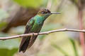 Violet-fronted Brilliant Heliodoxa leadbeateri sagitta