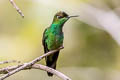 Violet-fronted Brilliant Heliodoxa leadbeateri sagitta