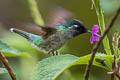 Violet-headed Hummingbird Klais guimeti pallidiventris