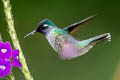 Violet-headed Hummingbird Klais guimeti pallidiventris