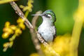 Violet-headed Hummingbird Klais guimeti pallidiventris