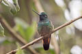 Violet-throated Starfrontlet Coeligena violifer dichroura