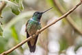 Violet-throated Starfrontlet Coeligena violifer dichroura