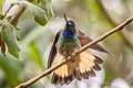 Violet-throated Starfrontlet Coeligena violifer dichroura