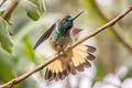 Violet-throated Starfrontlet Coeligena violifer dichroura