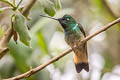 Violet-throated Starfrontlet Coeligena violifer dichroura