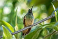 Violet-throated Starfrontlet Coeligena violifer albicaudata