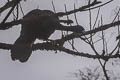 Wattled Guan Aburria aburri