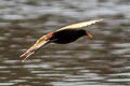 Wattled Jacana Jacana jacana jacana