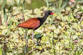 Wattled Jacana Jacana jacana jacana