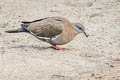 West Peruvian Dove Zenaida meloda