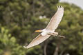 Western Great Egret Ardea alba egretta