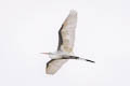 Western Great Egret Ardea alba egretta