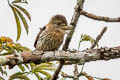 Western Striolated Puffbird Nystalus obamai