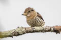 Western Striolated Puffbird Nystalus obamai