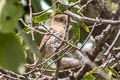 Western Striolated Puffbird Nystalus obamai