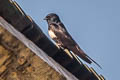 White-banded Swallow Atticora fasciata