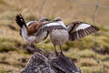 White-bellied Cinclodes Cinclodes palliatus