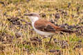 White-bellied Cinclodes Cinclodes palliatus