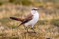 White-bellied Cinclodes Cinclodes palliatus