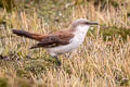 White-bellied Cinclodes Cinclodes palliatus