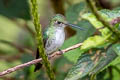 Many-spotted Hummingbird Taphrospilus hypostictus