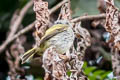 White-bellied Pygmy Tyrant Myiornis albiventris