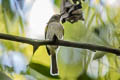 White-bellied Tody-Tyrant Hemitriccus griseipectus griseipectus