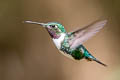 White-bellied Woodstar Chaetocercus mulsant