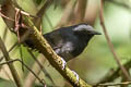 White-browed Antbird Myrmoborus leucophrys leucophrys