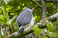 White-browed Hawk Leucopternis kuhli