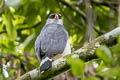 White-browed Hawk Leucopternis kuhli