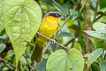 White-browed Hemispingus Kleinothraupis auricularis