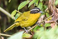 White-browed Hemispingus Kleinothraupis auricularis