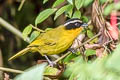 White-browed Hemispingus Kleinothraupis auricularis