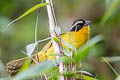 White-browed Hemispingus Kleinothraupis auricularis