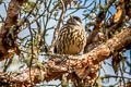 White-cheeked Cotinga Zaratornis stresemanni