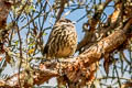 White-cheeked Cotinga Zaratornis stresemanni