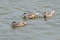 White-cheeked Pintail Anas bahamensis rubrirostris